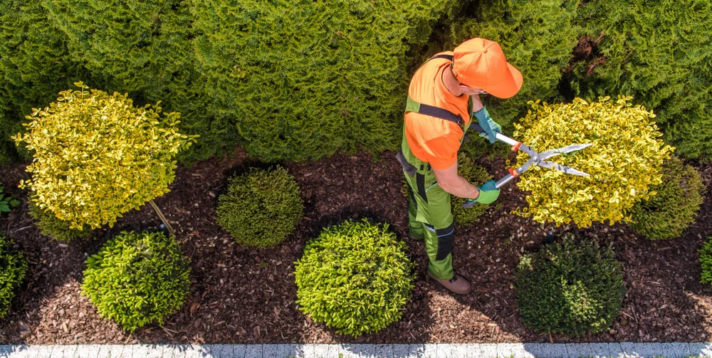 Garden Maintenance Services In Bangalore