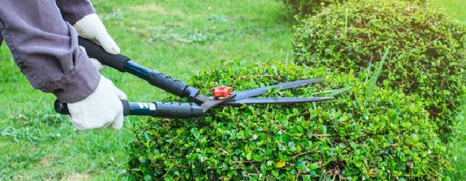 Garden Maintenance Services in Jayanagar