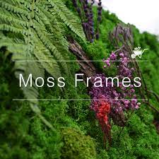 Greenerzo Bioscape PVT LTD - Latest update - Moss Frames Dealers in Indiranagar